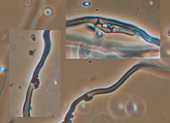 Aphyllophorales 5335 (Postia stiptica)